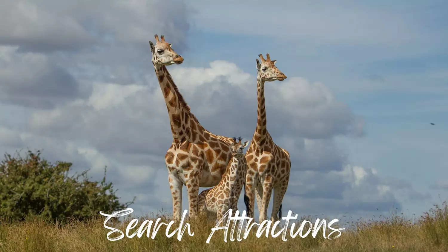 Search Attractions